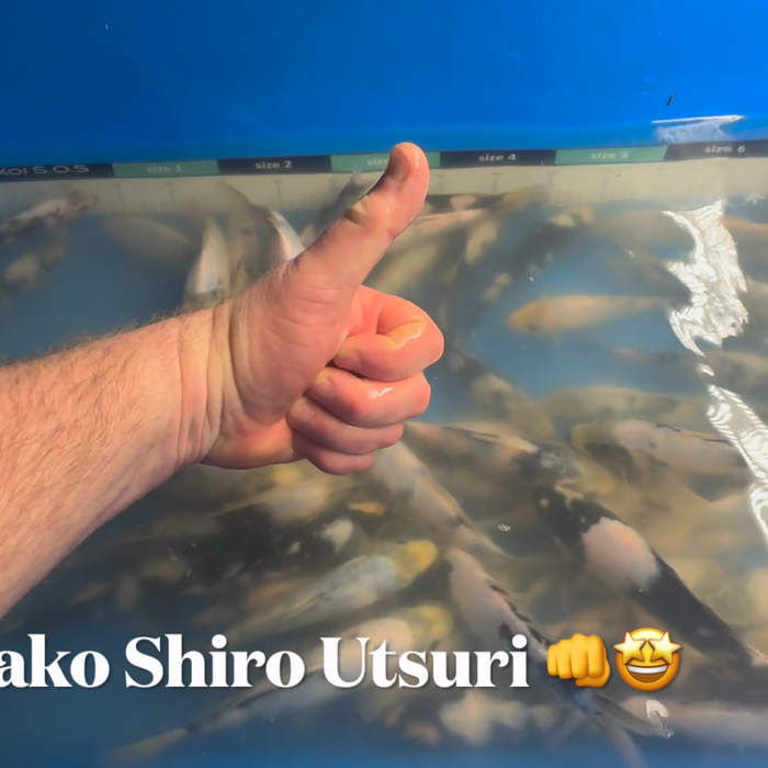 Unveiling the Majestic Shiro Utsuri: Elite Koi's Exclusive Omosako Koi Farm Shipment