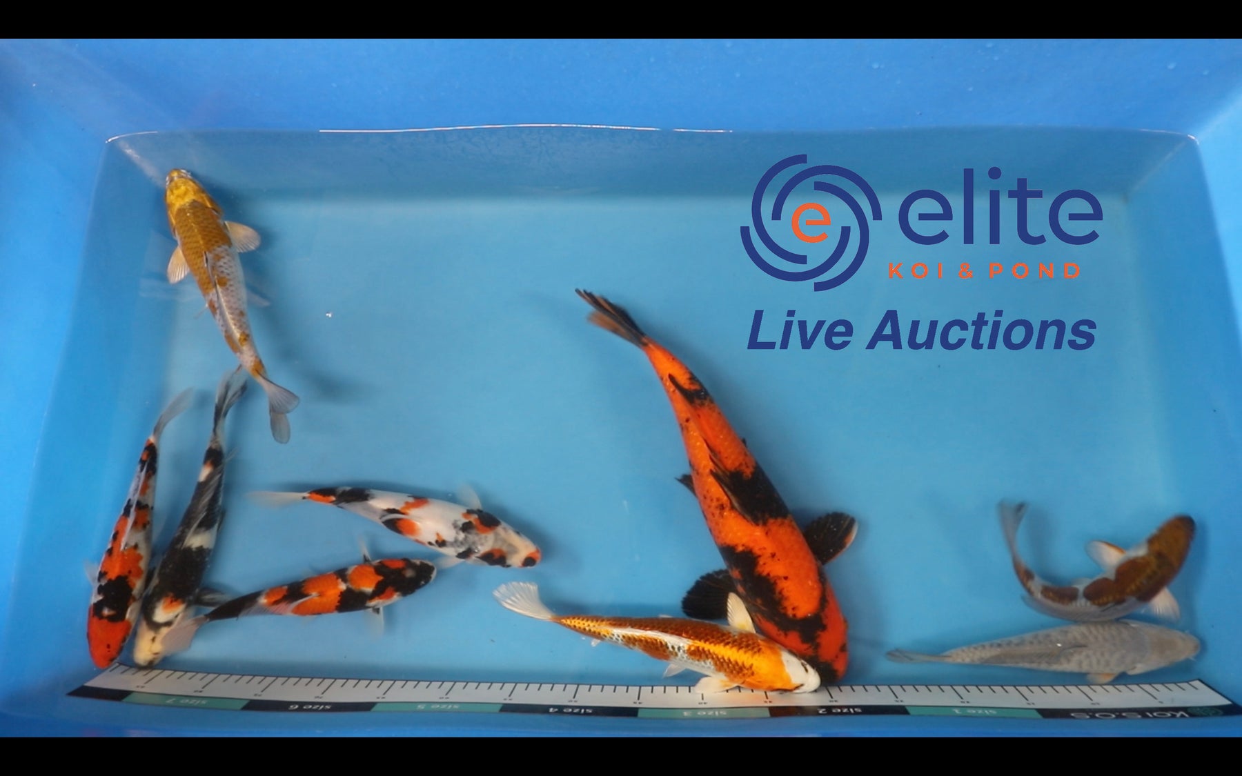 Join Our Weekly Japanese Koi Auction Livestream -  30th March