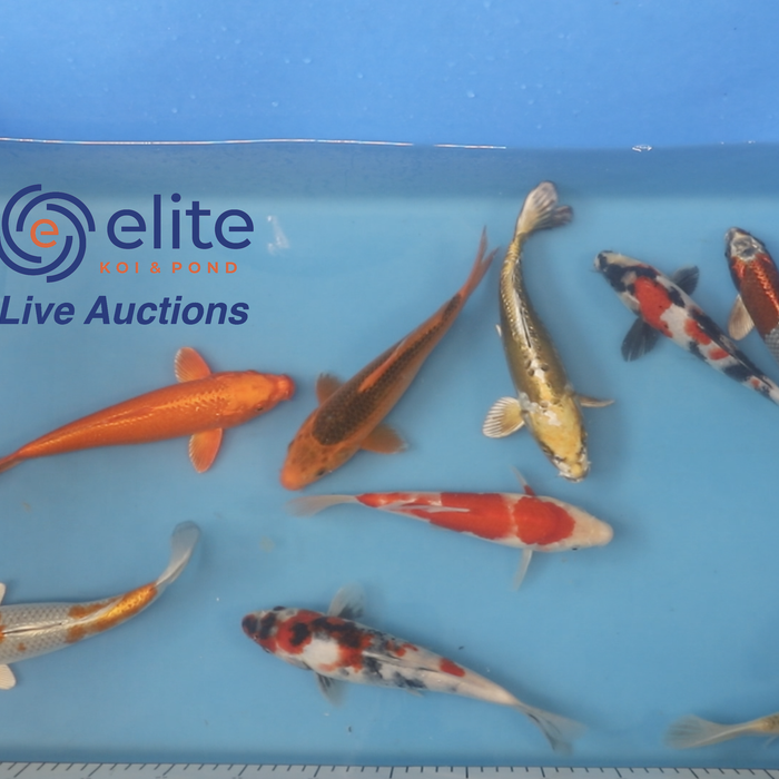 Join Our Weekly Japanese Koi Auction Livestream -  06th of April