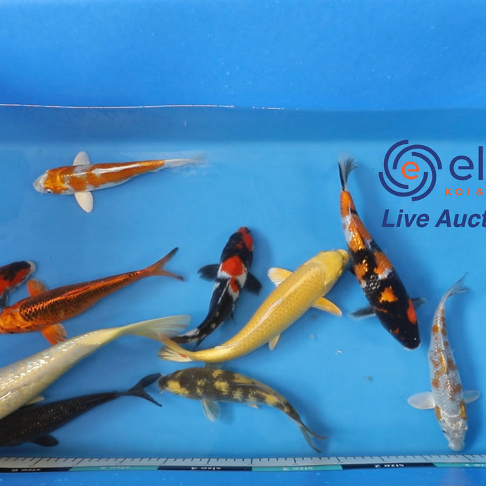 Join Our Weekly Japanese Koi Auction Livestream -  13th of April