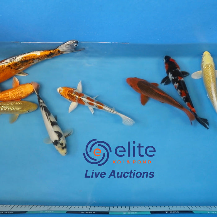 Join Our Weekly Japanese Koi Auction Livestream -  20th of April