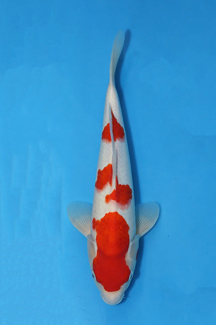 Kohaku - Kawakami - Nisai - EK6436 - Koi For Sale