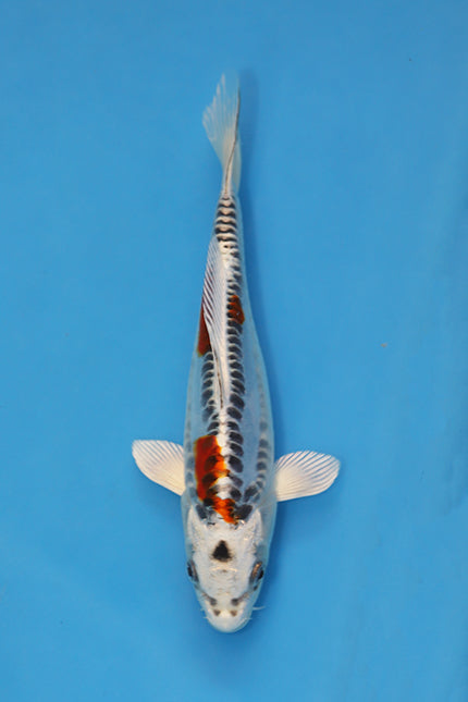 Beni Kikokuryu Aragoke Koi 21cm Nisai EK7023 | Oofuchi Koi UK