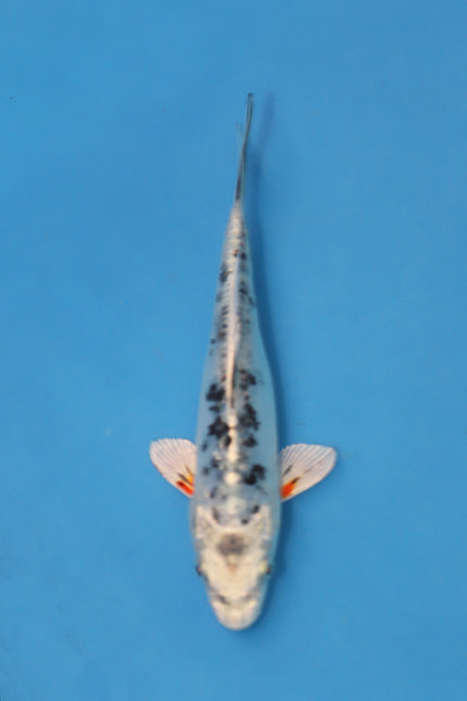 Beni Kikokuryu Koi 18cm Nisai EK7027 | Oofuchi Koi UK