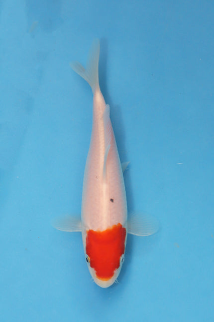 Kohaku Koi 19cm Nisai EK7034 | Oofuchi Japanese Koi UK