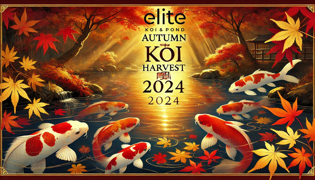 Elite Koi's 2024 Autumn Spectacular - October 12th