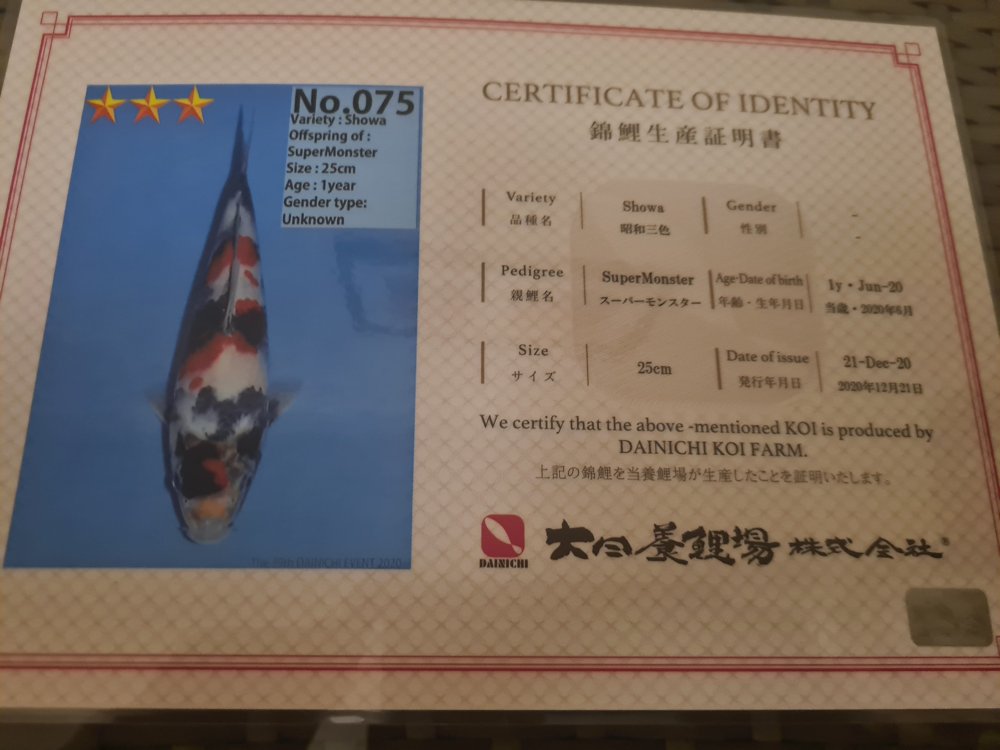 Buying a High Quality Japanese Dainichi Showa Koi - Elite Koi