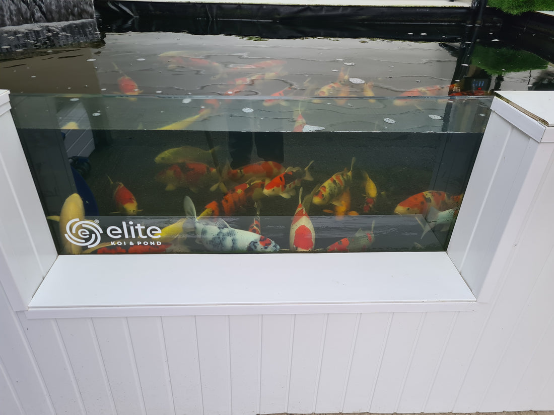 Whats in & What's happening at Elite Koi