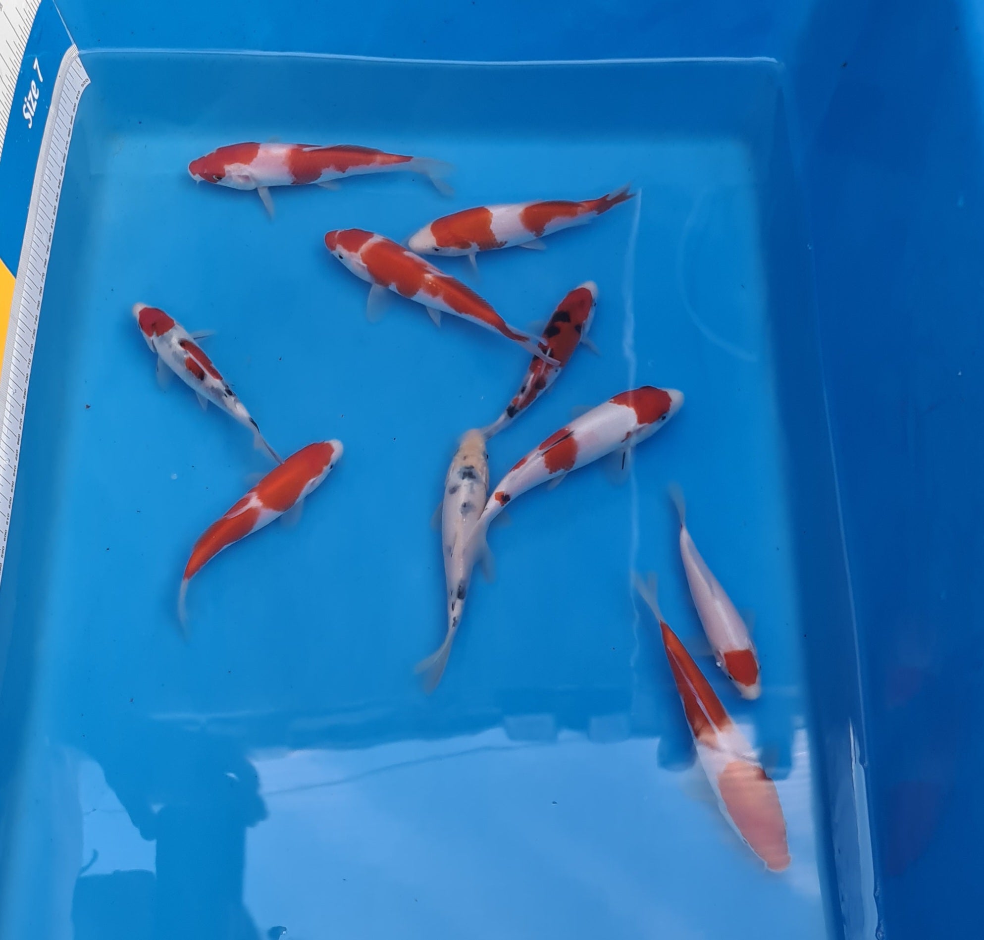 Sakai SFF GoSanke  Grow Out - Meet the 51 - Elite Koi