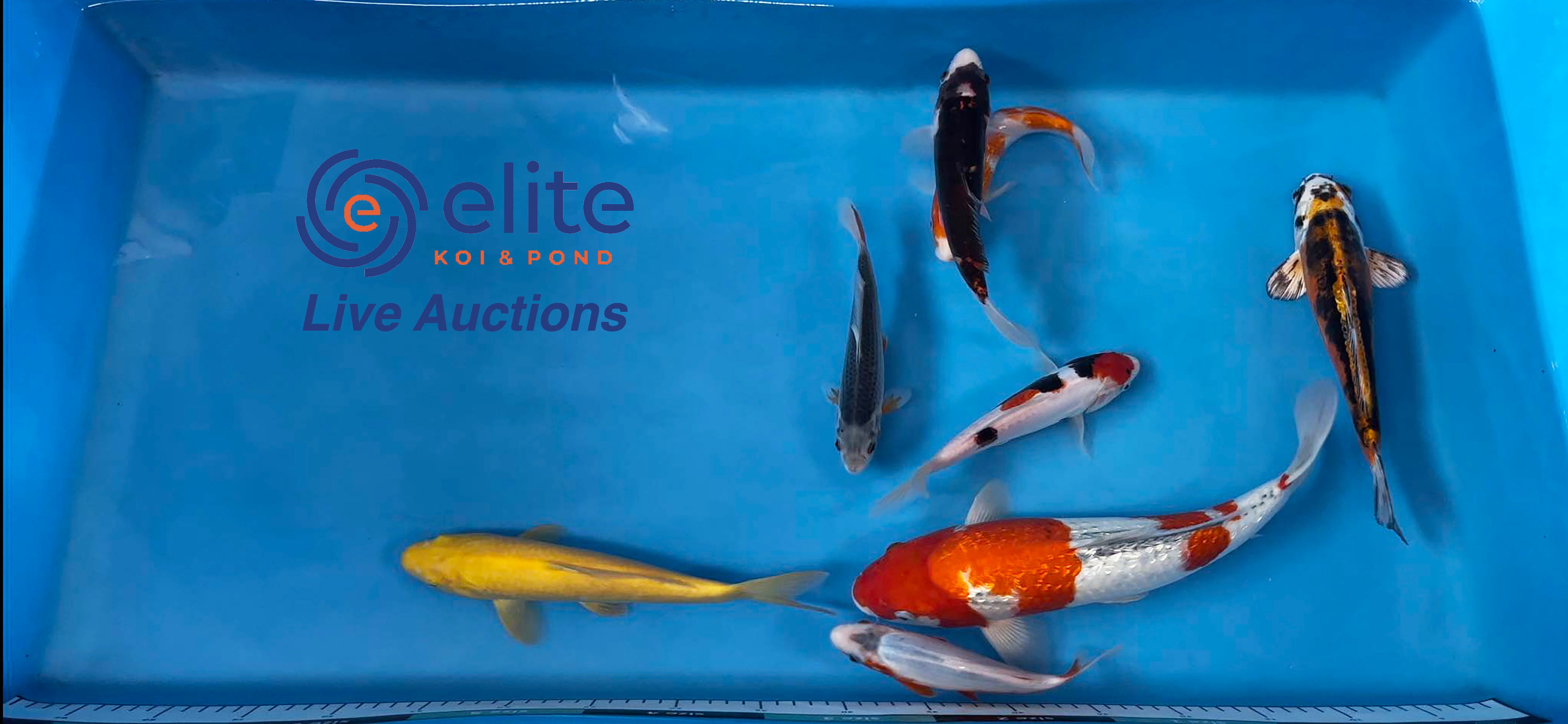 Live Auction Koi Selected for Saturday 16th September
