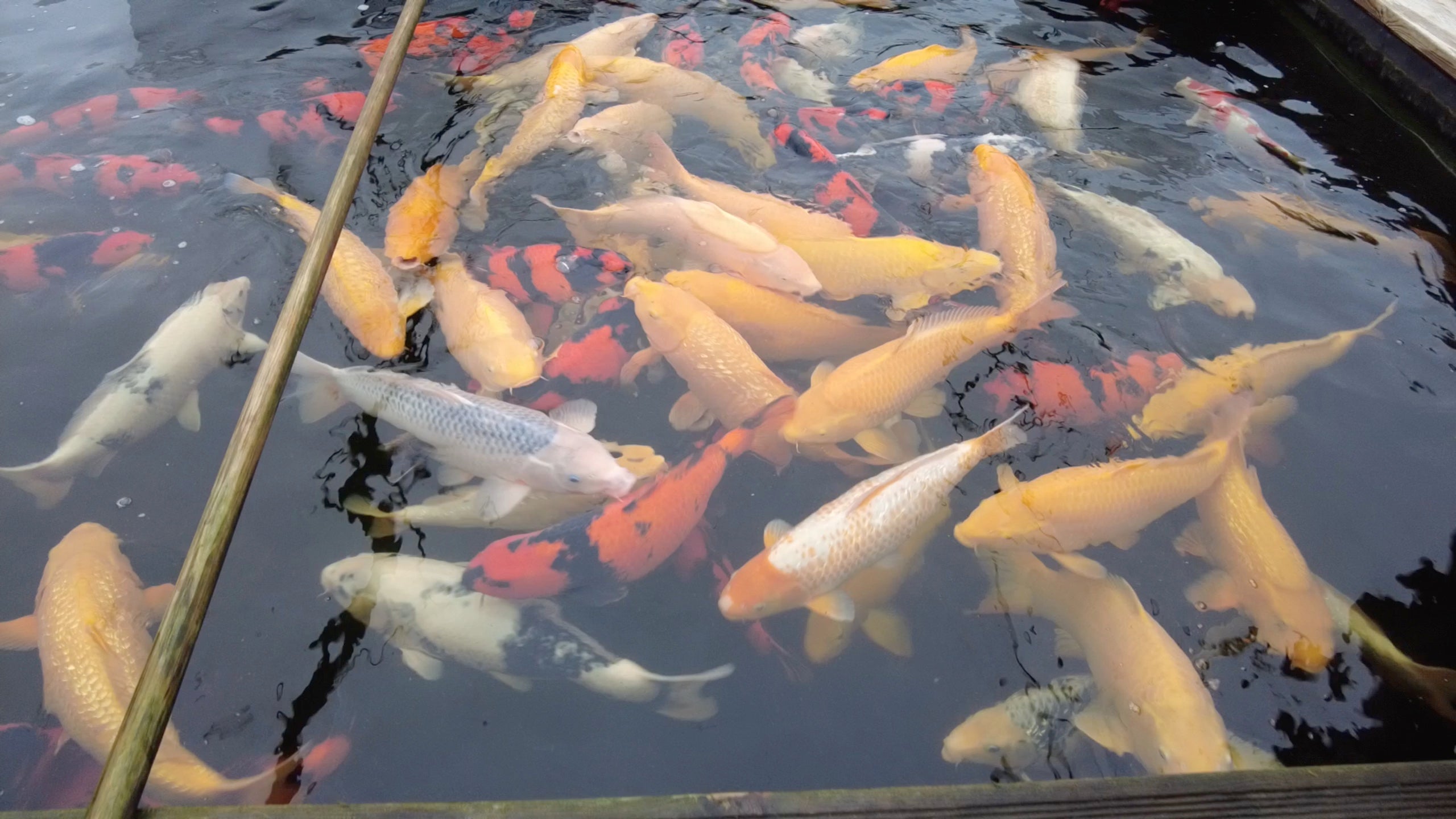 Golden Corn - Black Zeus - Hi Utsuri - Karashigoi - Asagi - Elite Koi