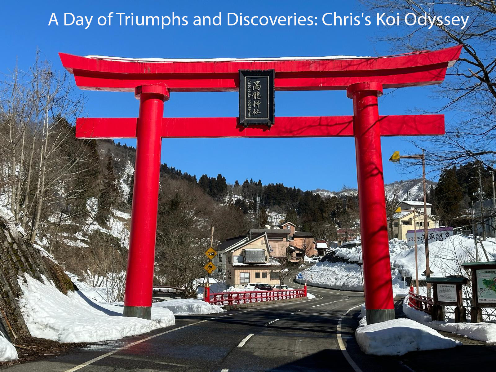 A Day of Triumphs and Discoveries: Chris's Koi Odyssey