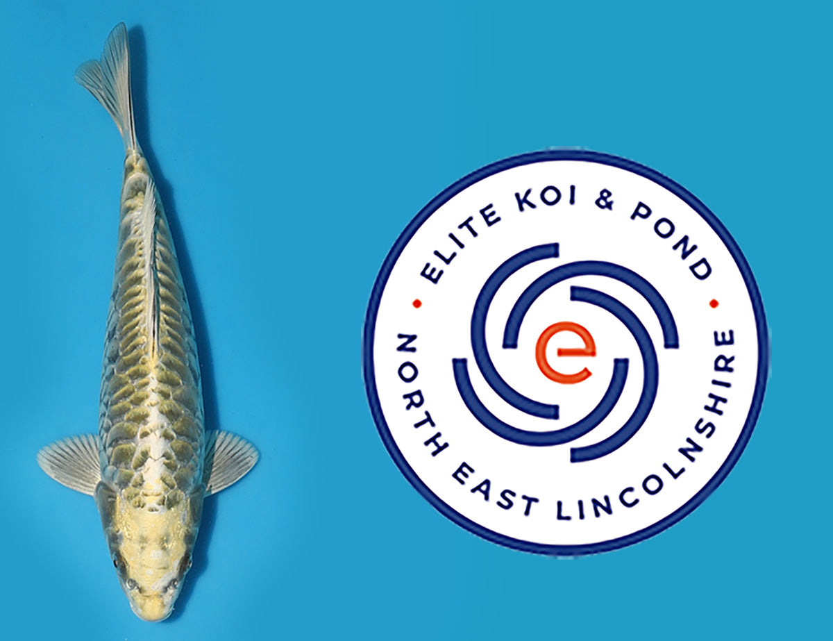 Aragoke for sale at Elite Koi