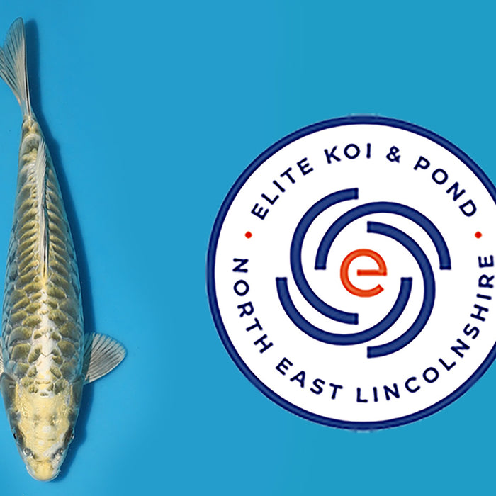 Aragoke for sale at Elite Koi
