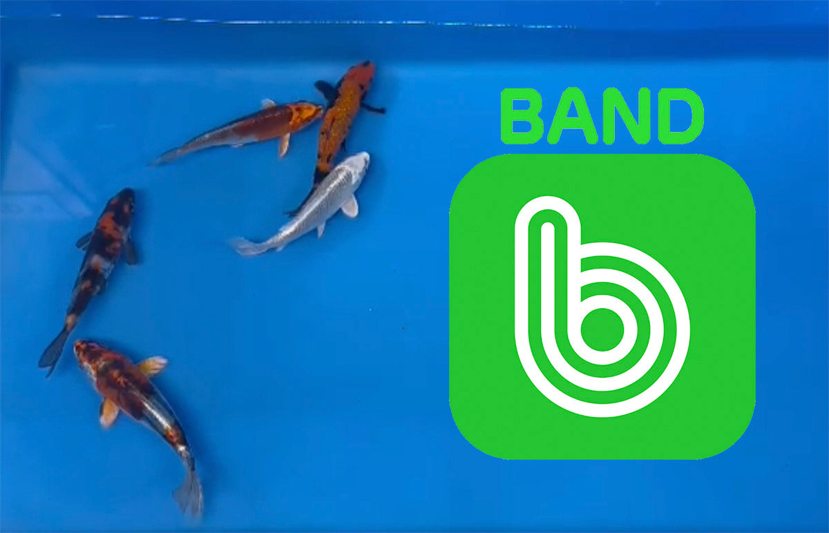 Elite Koi Band Auctions 03/03/23