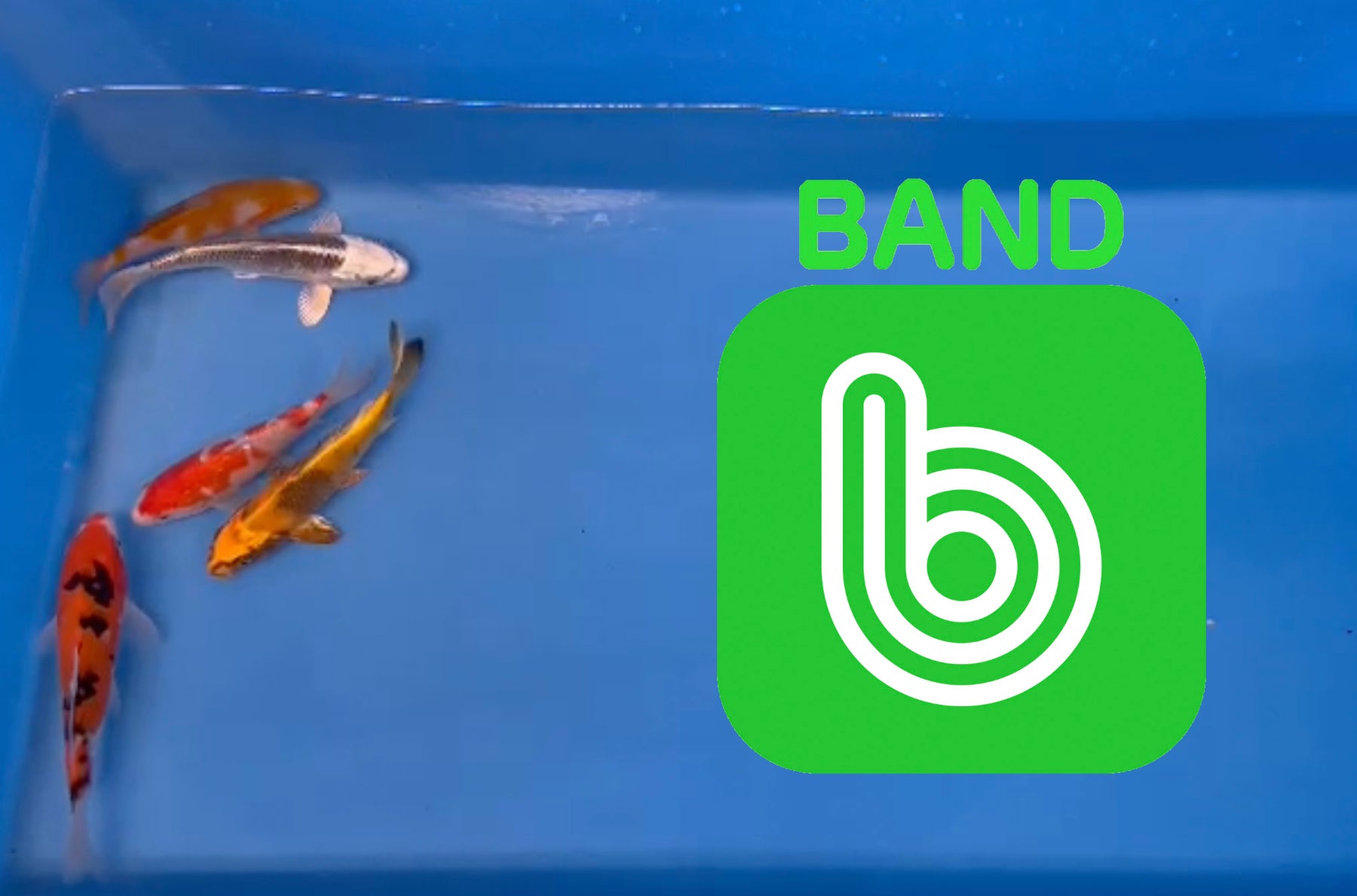 Elite Koi Band Auctions 02/04/23