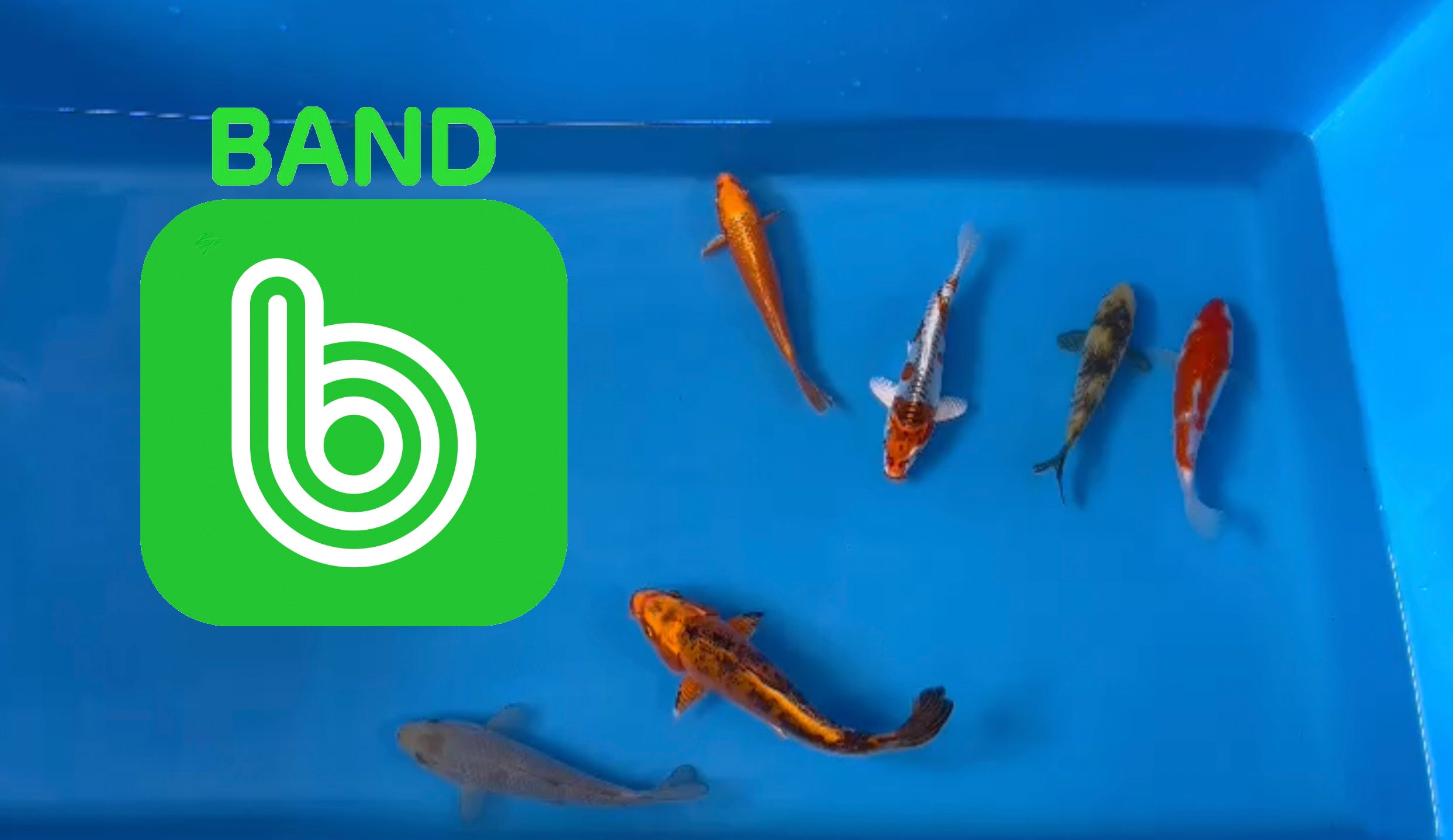 Elite Koi Band Auctions 05/05/23