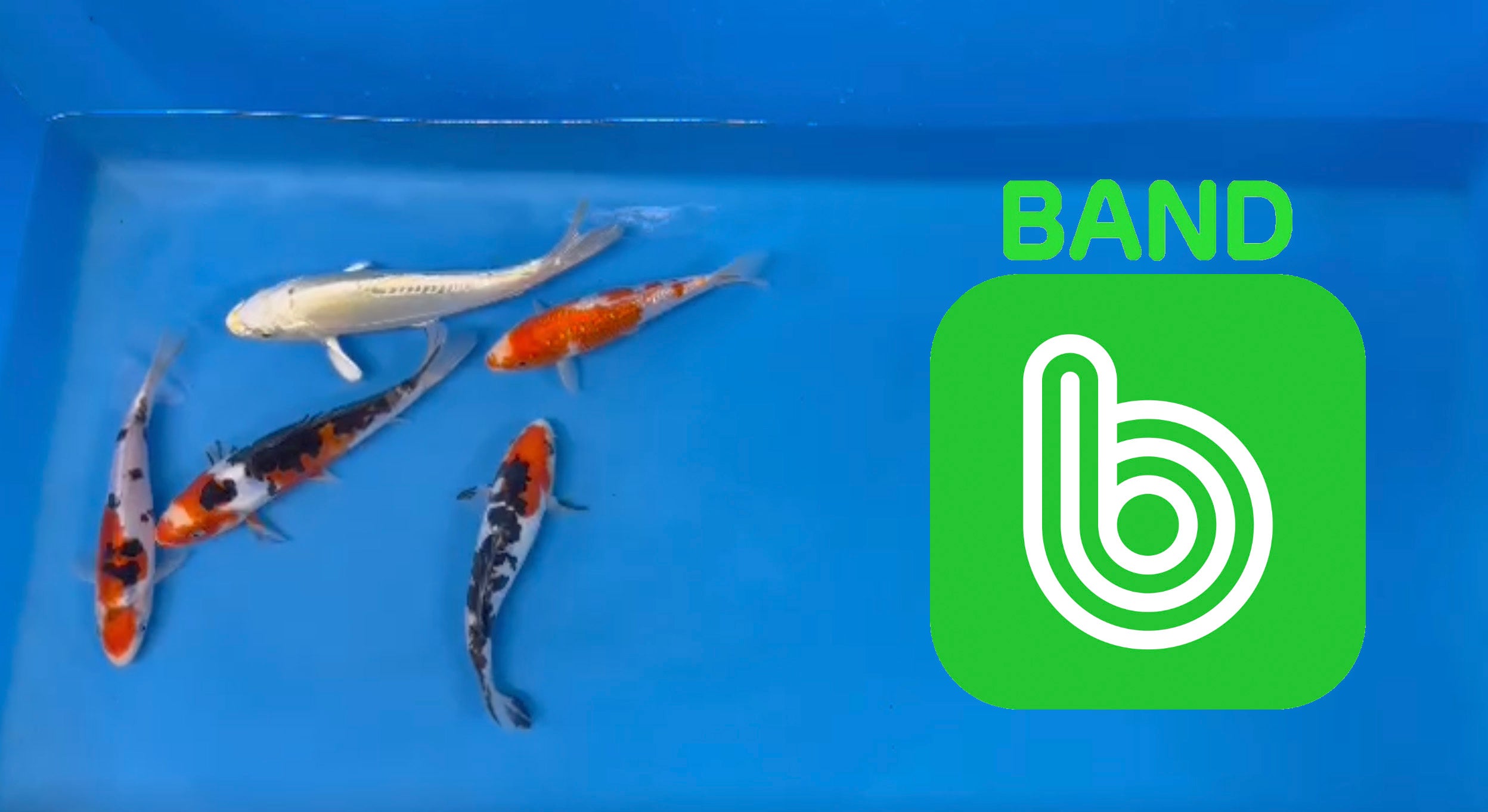 Elite Koi Band Auctions