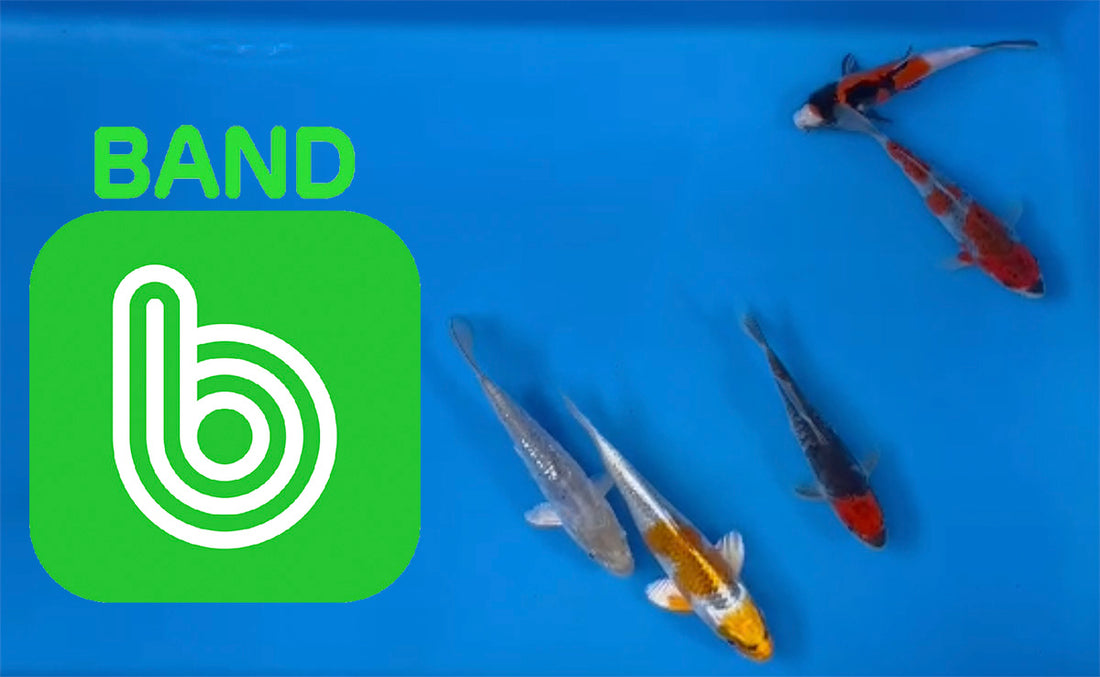 Elite Koi Band Auctions 10/03/23