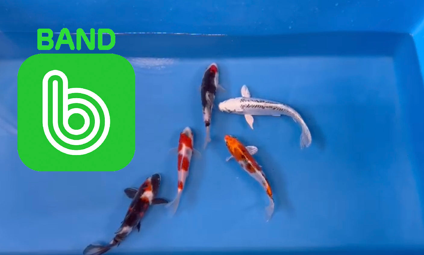 Elite Koi Band Auctions