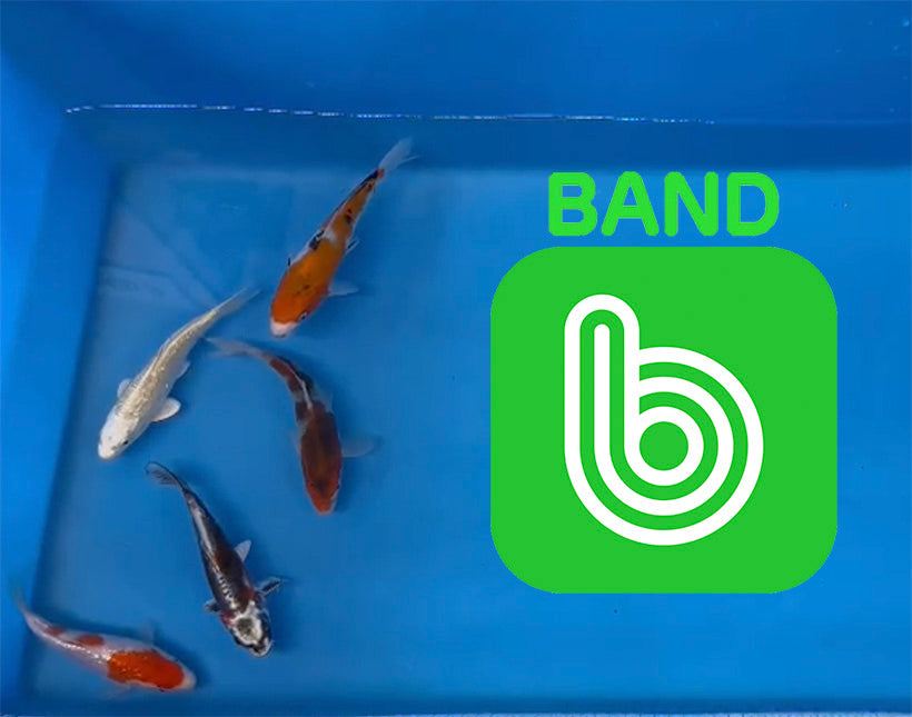 Elite Koi Band Auctions 14/04/23