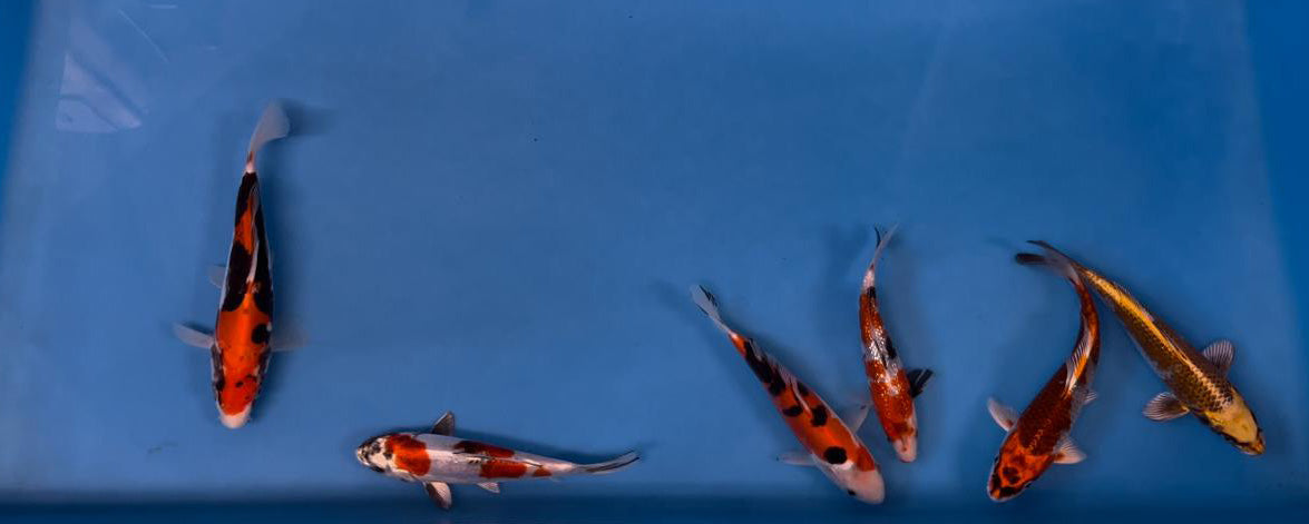 Elite Koi Band Auctions