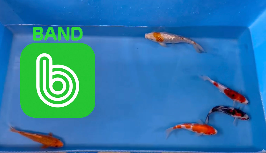 Elite Koi Band Auctions