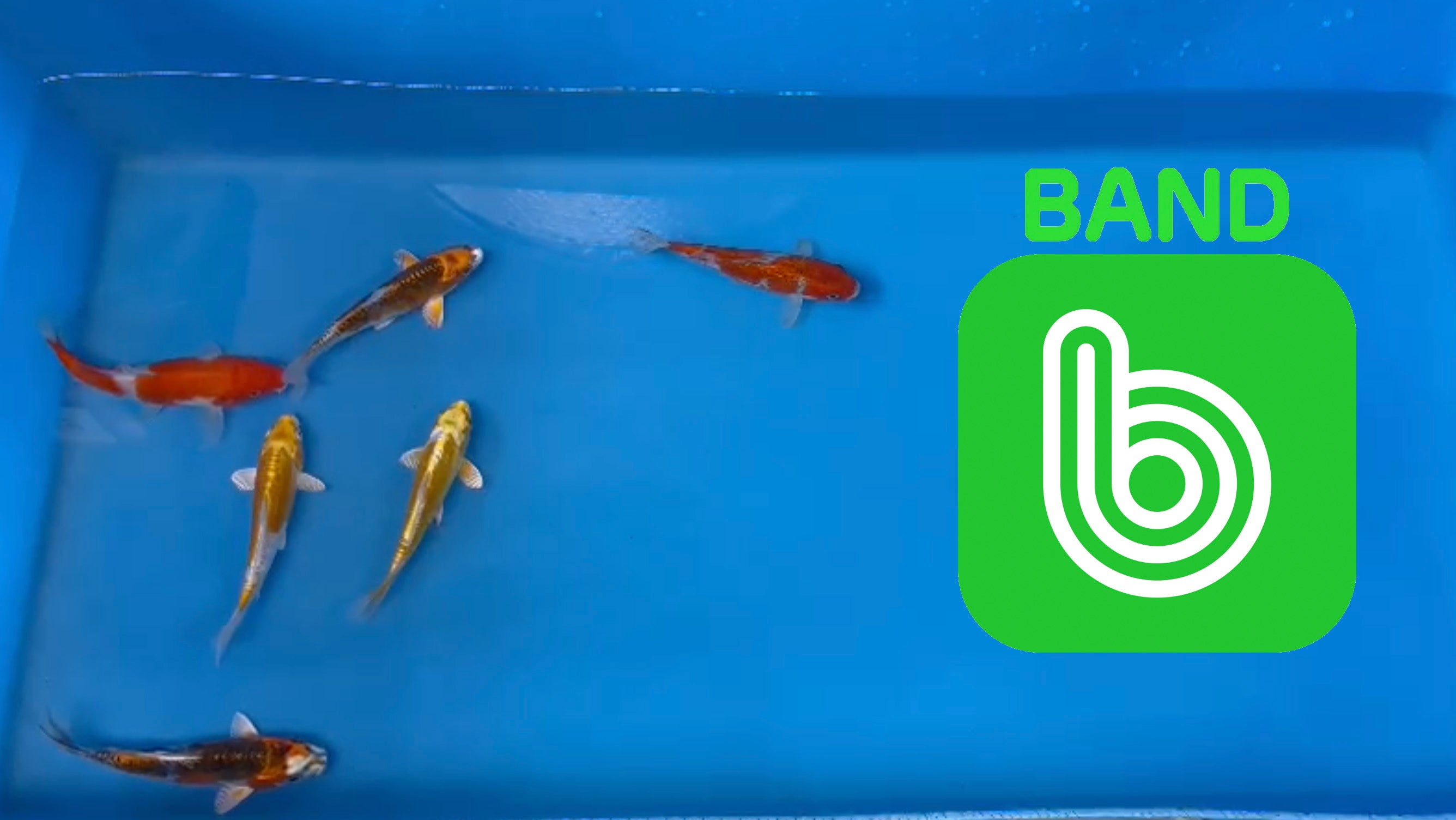 Elite Koi Band Auctions 19/03/23