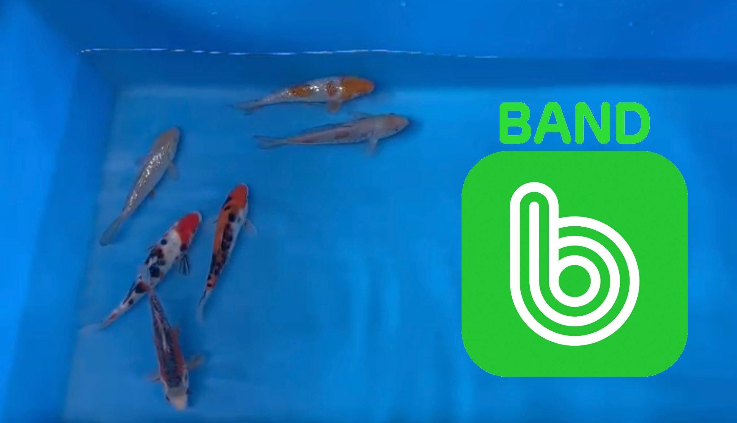 Elite Koi Band Auctions 31/03/23