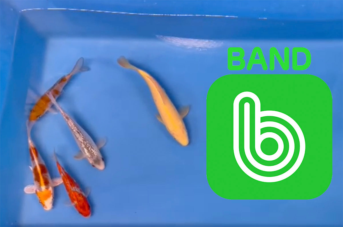 Elite Koi Band Auctions