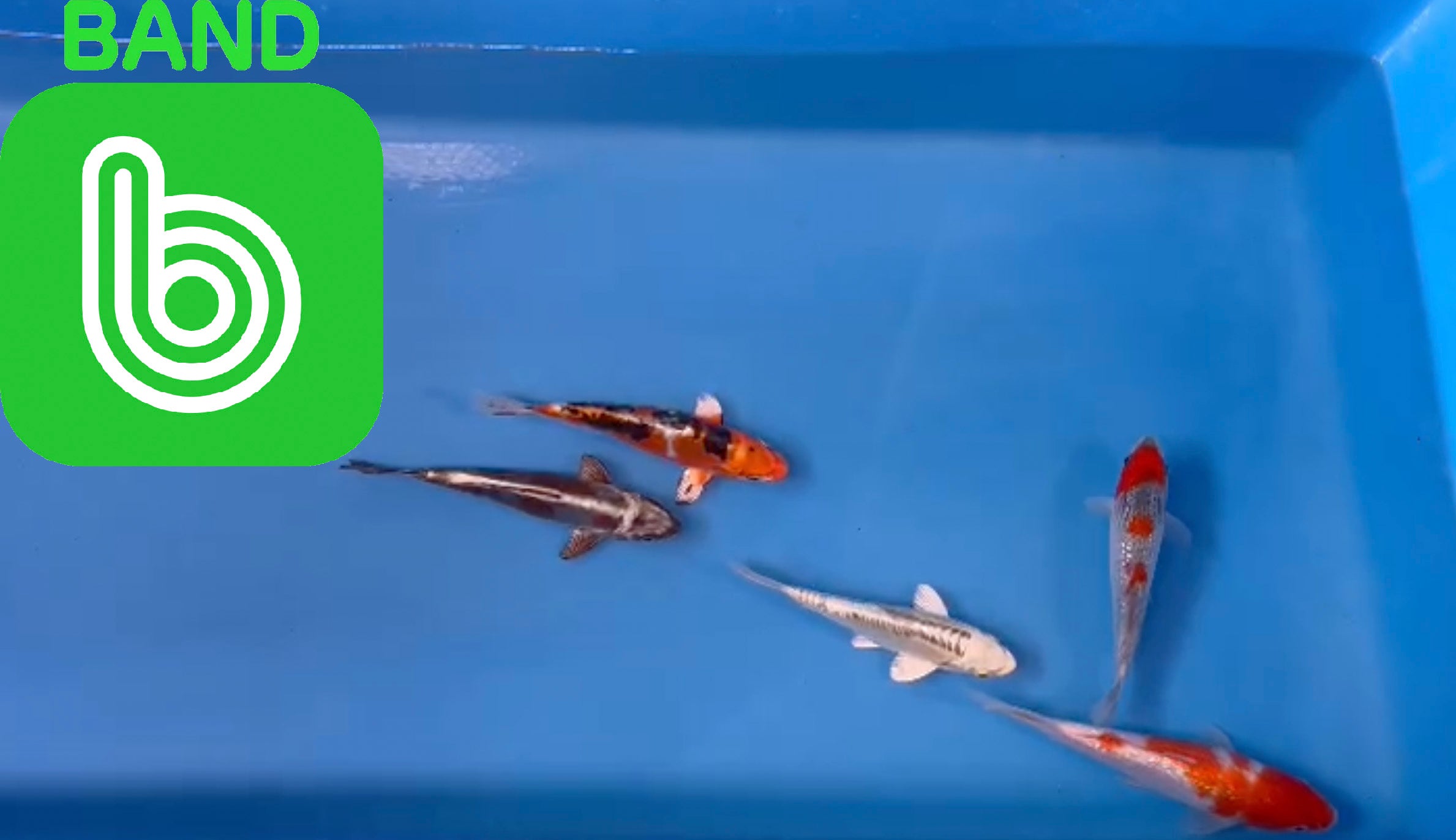 Elite Koi Band Auctions 06/03/23