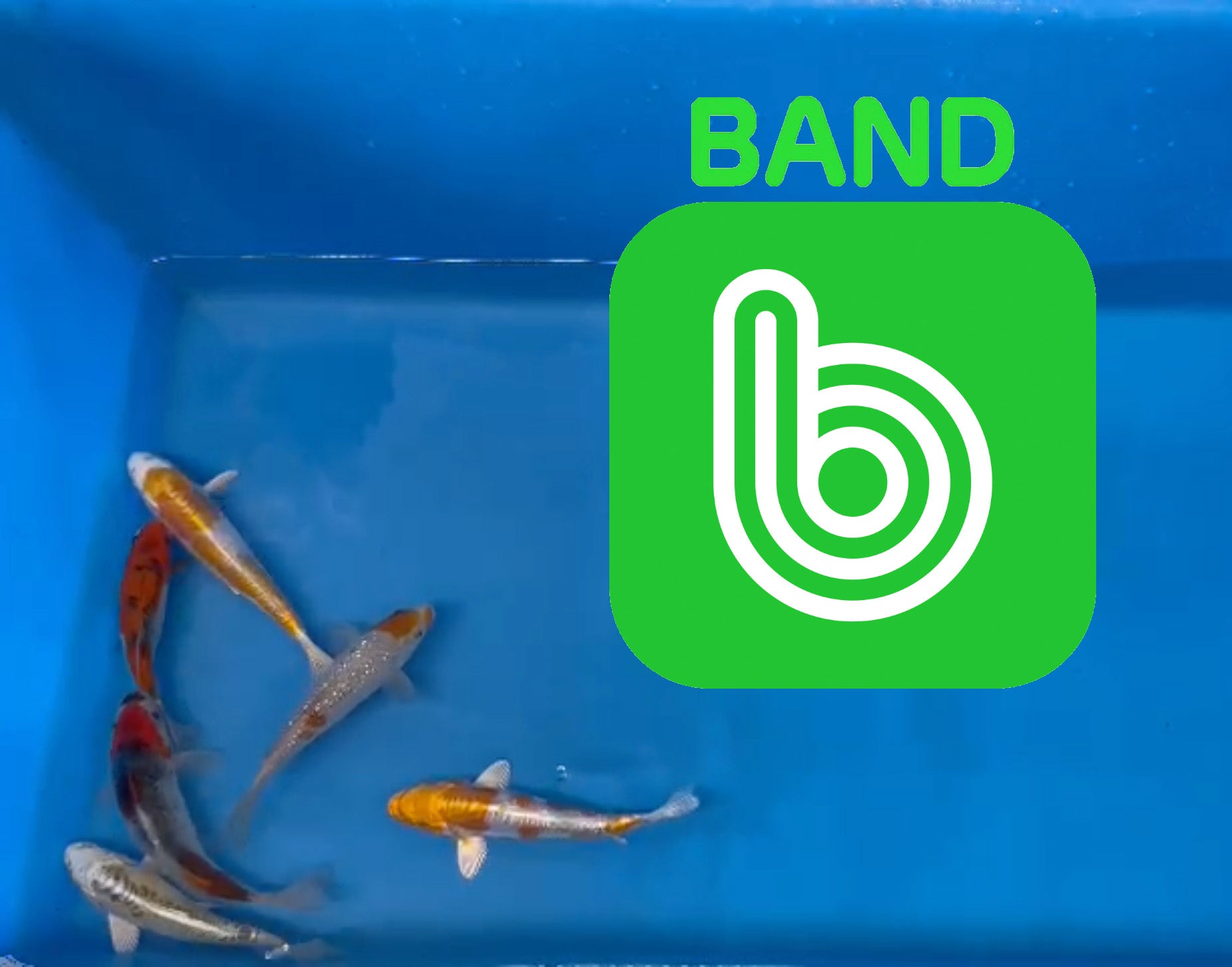 Elite Koi Band Auctions 24/03/23