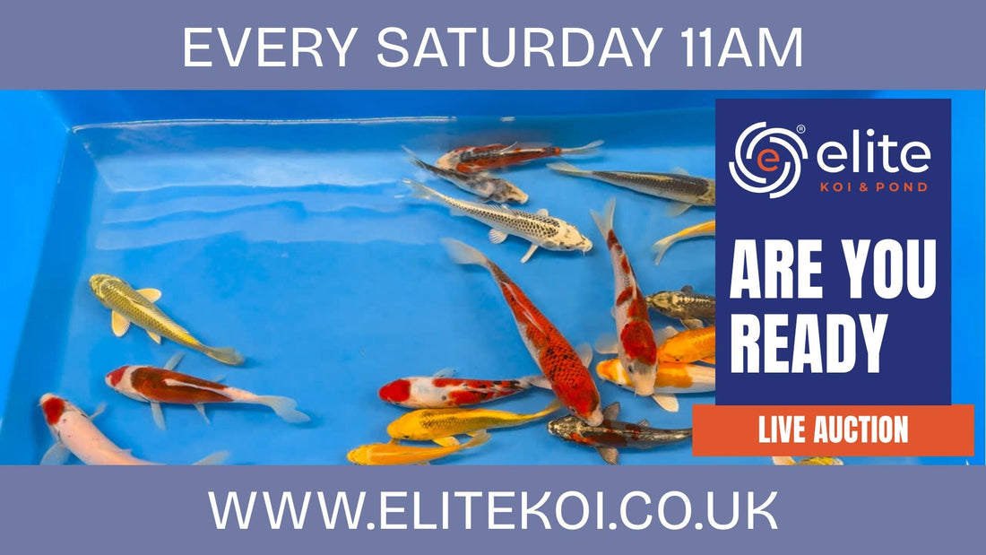 🐟 Elite Koi’s Japanese Koi Auction – Saturday, 20th September at 11AM! 🎥