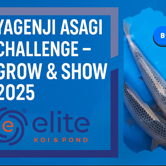 🎌 Yagenji Asagi Challenge – Grow & Show 2025 🐟
