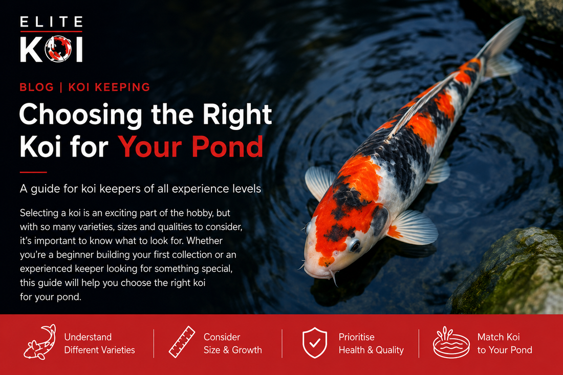 Choosing the Right Japanese Koi for Your Pond - Beginner & Hobbyist Guide
