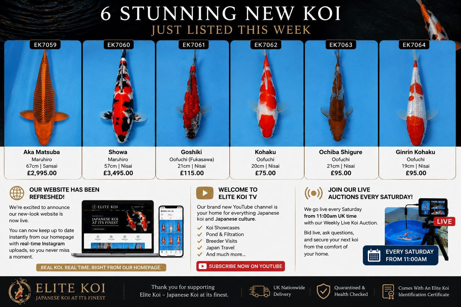 Six newly listed Japanese koi at Elite Koi including Aka Matsuba, Showa, Goshiki, Kohaku, Ochiba Shigure and Ginrin Kohaku alongside website refresh, Elite Koi TV and Saturday live auctions