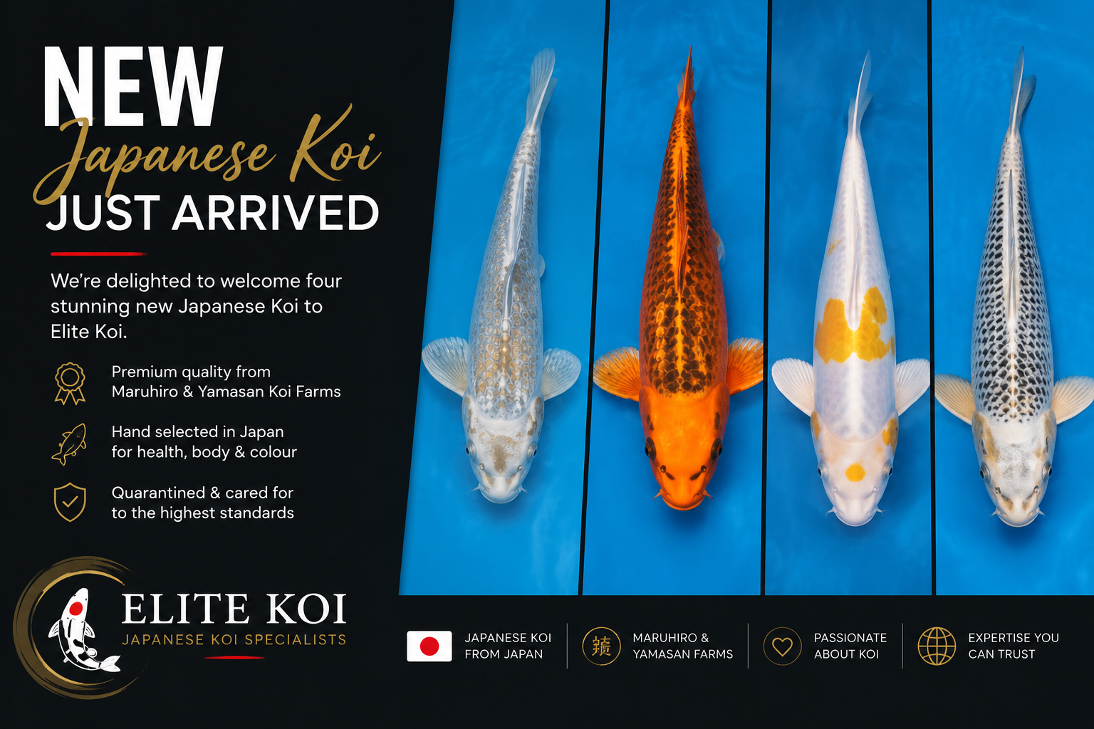 Promotional image showing four newly arrived Japanese Koi from Maruhiro and Yamasan Koi Farms, available at Elite Koi, including Kawarigoi, Gin Rin Kin Matsuba and Doitsu Hariwake varieties.