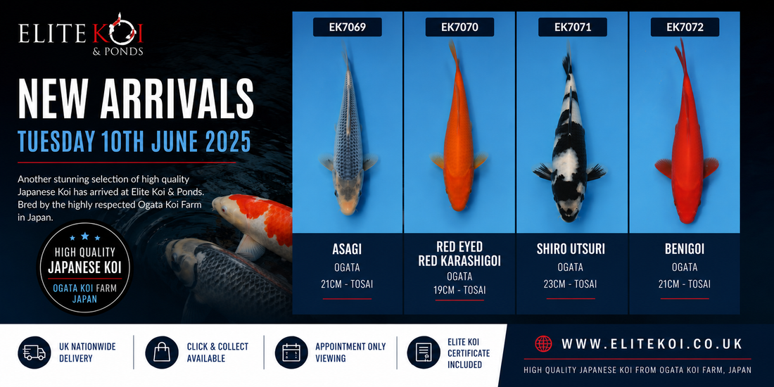 New Japanese Koi from Ogata Koi Farm – EK7069 to EK7072 Now Available at Elite Koi
