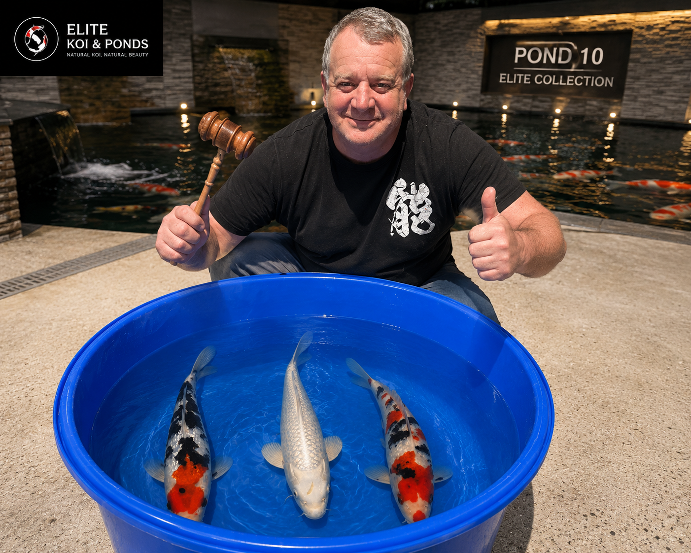 New Rare Japanese Koi Arrivals & Saturday Facebook Auctions Return at Elite Koi