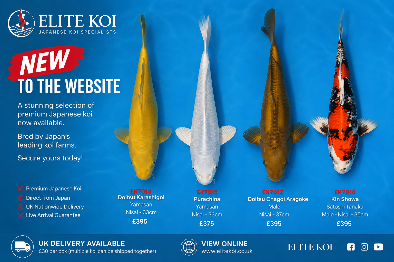 New Premium Japanese Koi Arrivals Now Available at Elite Koi UK