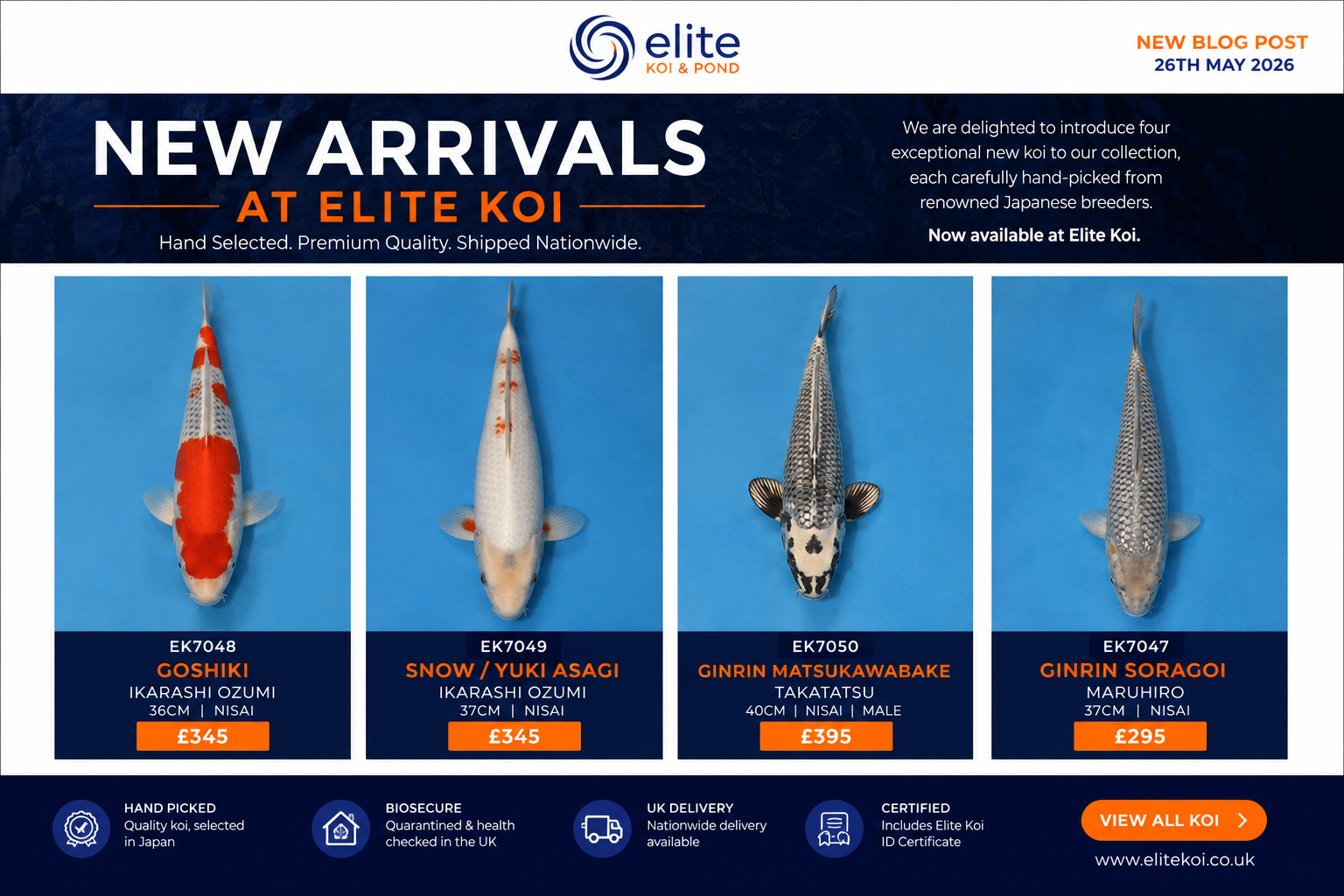 Elite Koi new Japanese koi arrivals featuring Goshiki, Snow Yuki Asagi, Ginrin Matsukawabake and Ginrin Soragoi from Japanese breeders