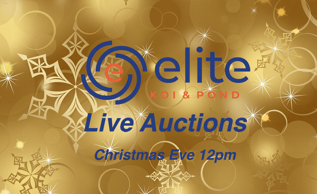 Elite Koi Annual Christmas Eve Live Auction Sunday 24th December