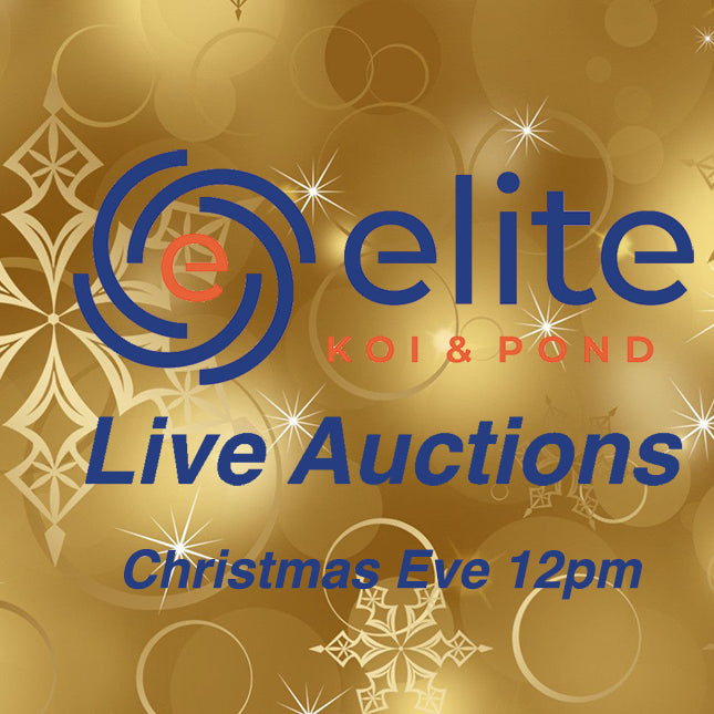 Elite Koi Annual Christmas Eve Live Auction Sunday 24th December