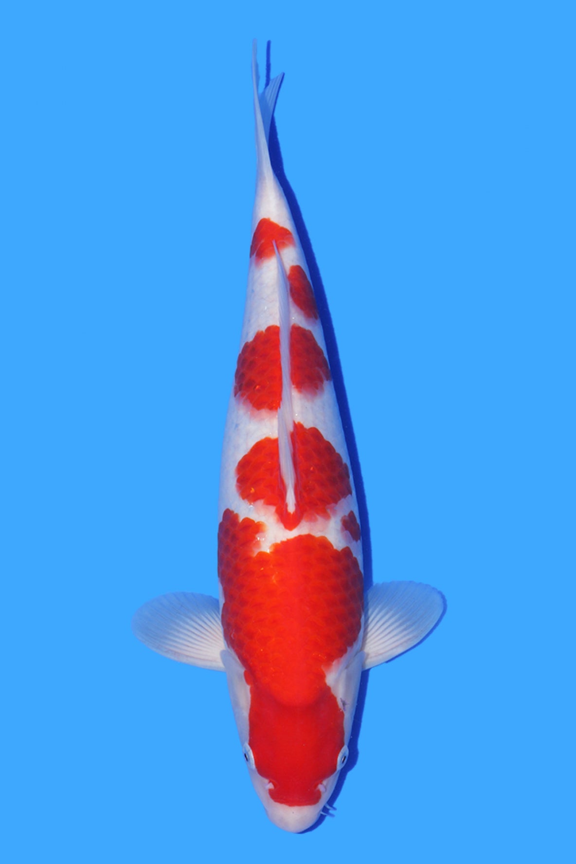 Taniguchi Kohaku Feature - Elite Koi