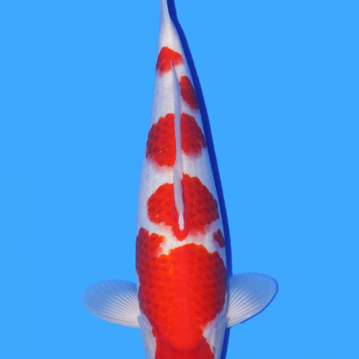 Taniguchi Kohaku Feature