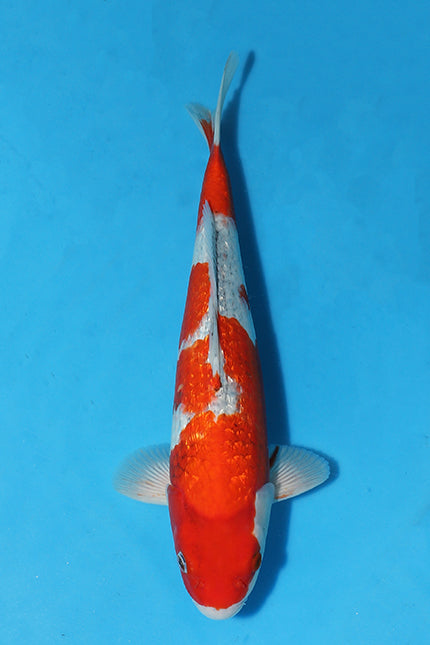 Dazzling Ginrin Goshiki Stars in Elite Koi's Christmas Auction