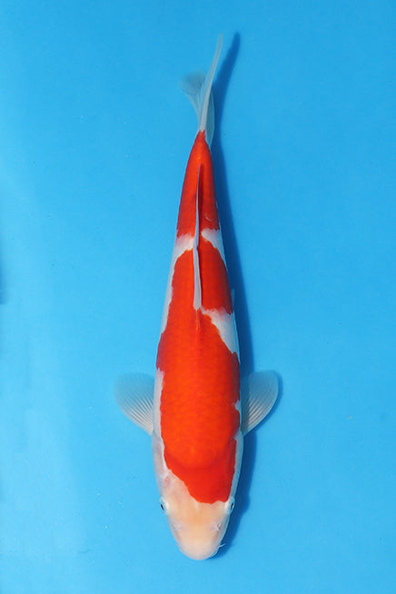 Show-Stopping Kohaku #2 Featured in Elite Koi's Christmas Eve Auction