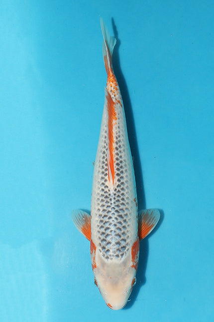 Christmas Spotlight on our Striking 38cm Asagi Koi