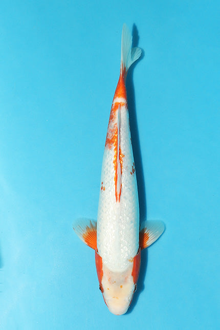 Icy Savings on Stunning Snowflake Asagi