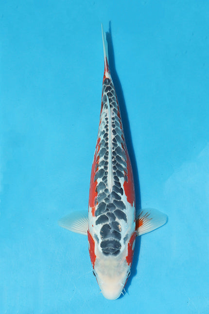 Don't Miss: £300 off Elite 41cm Shusui from Ikarashi Ozumi Farm